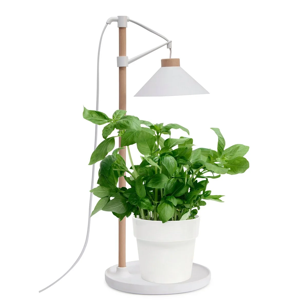 Home Grown Grow Table Lamp - 40cm - Beech Wood - Full Spectrum Light - Image 2