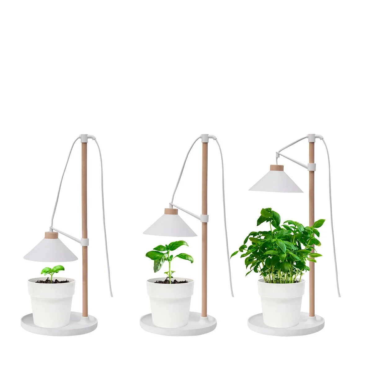 Home Grown Grow Table Lamp - 40cm - Beech Wood - Full Spectrum Light - Image 3
